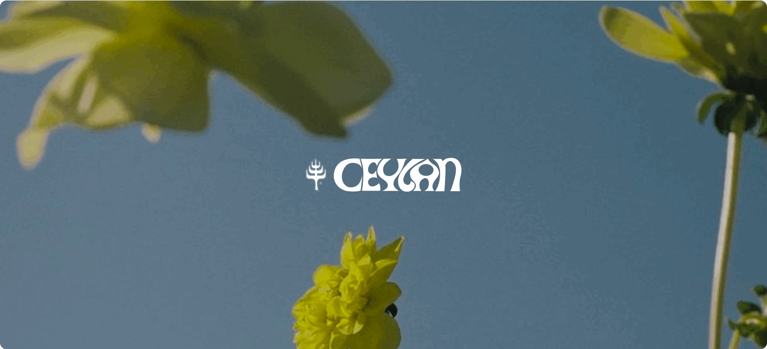 Ceylan